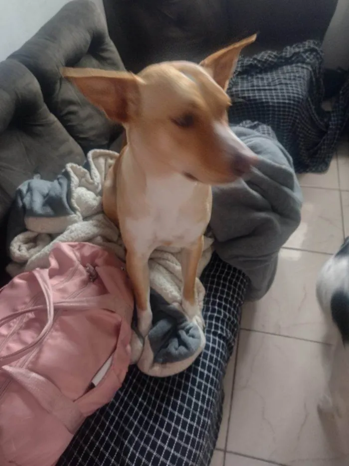 Cachorro ra a SRD-ViraLata idade 2 a 6 meses nome Falar com Jessica - Whats 11 96321-3155