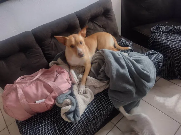 Cachorro ra a SRD-ViraLata idade 2 a 6 meses nome Falar com Jessica - Whats 11 96321-3155