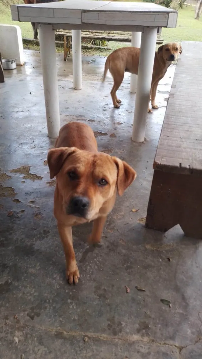 Cachorro ra a SRD-ViraLata idade 2 a 6 meses nome Falar com Carol - Whats 11 94461-0818