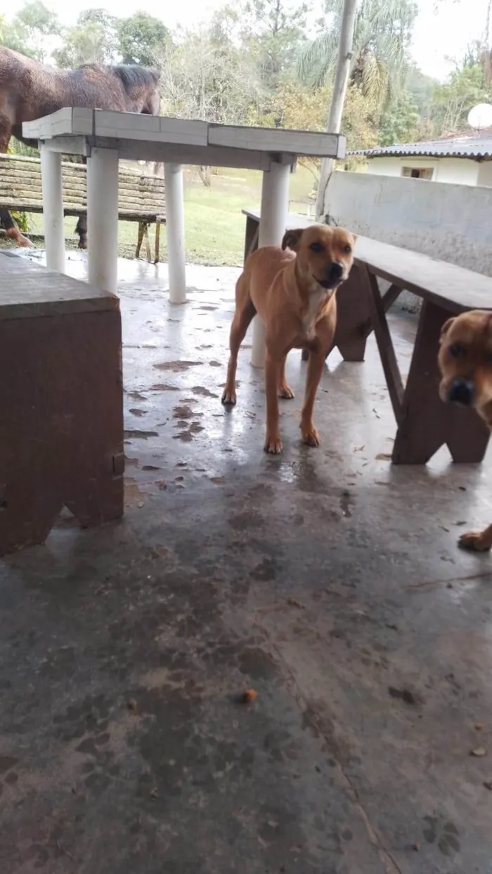 Cachorro ra a SRD-ViraLata idade 2 a 6 meses nome Falar com Carol - Whats 11 94461-0818