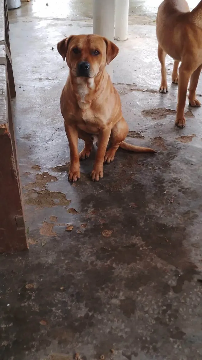 Cachorro ra a SRD-ViraLata idade 2 a 6 meses nome Falar com Carol - Whats 11 94461-0818