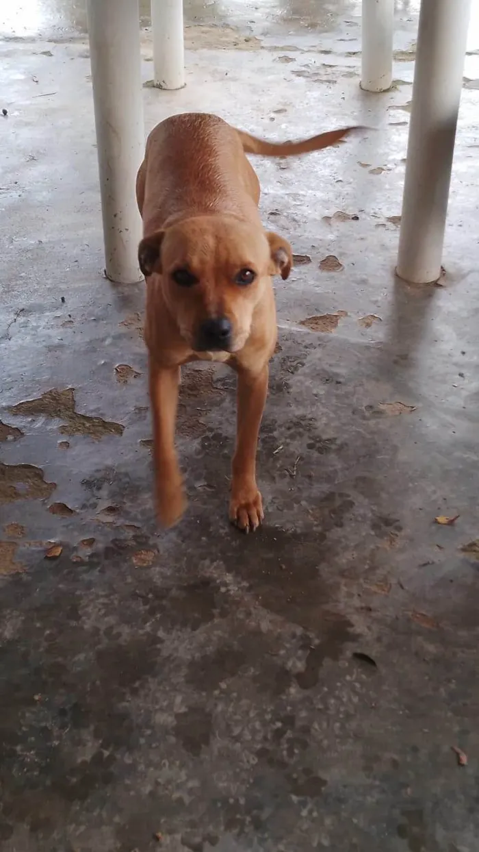 Cachorro ra a SRD-ViraLata idade 2 a 6 meses nome Falar com Carol - Whats 11 94461-0818