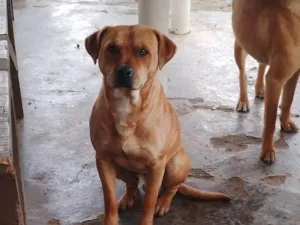 Cachorro raça SRD-ViraLata idade 2 a 6 meses nome Falar com Carol - Whats 11 94461-0818