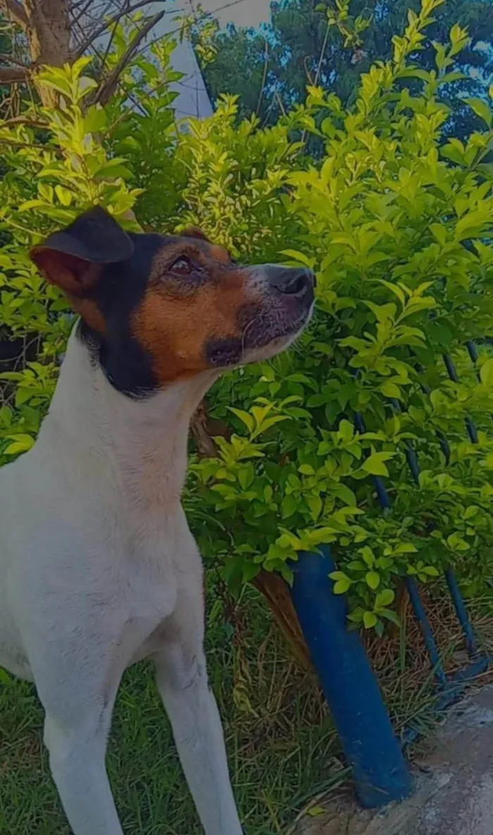 Cachorro ra a SRD-ViraLata idade 2 a 6 meses nome Falar com Roseli - Whats 11 94869-7429