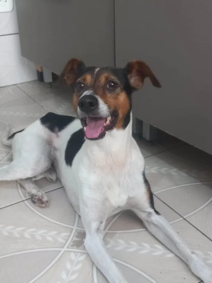 Cachorro ra a SRD-ViraLata idade 2 a 6 meses nome Falar com Roseli - Whats 11 94869-7429