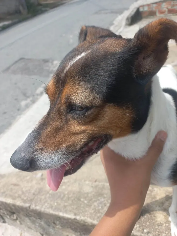 Cachorro ra a SRD-ViraLata idade 2 a 6 meses nome Falar com Roseli - Whats 11 94869-7429