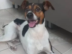 Cachorro raça SRD-ViraLata idade 2 a 6 meses nome Falar com Roseli - Whats 11 94869-7429