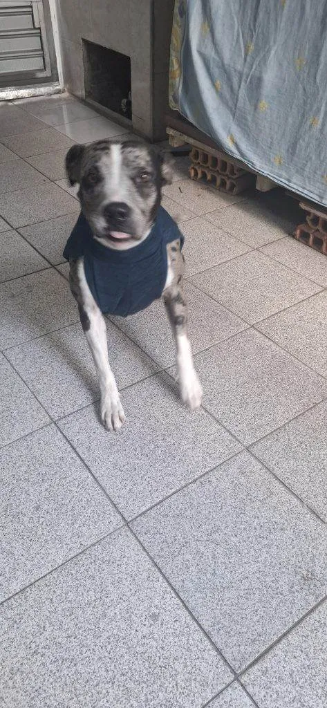 Cachorro ra a SRD-ViraLata idade 2 a 6 meses nome Falar com Rafael - Whats 11 97710-8444