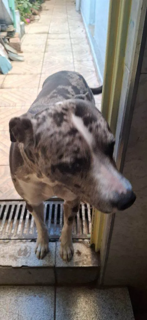 Cachorro ra a SRD-ViraLata idade 2 a 6 meses nome Falar com Rafael - Whats 11 97710-8444
