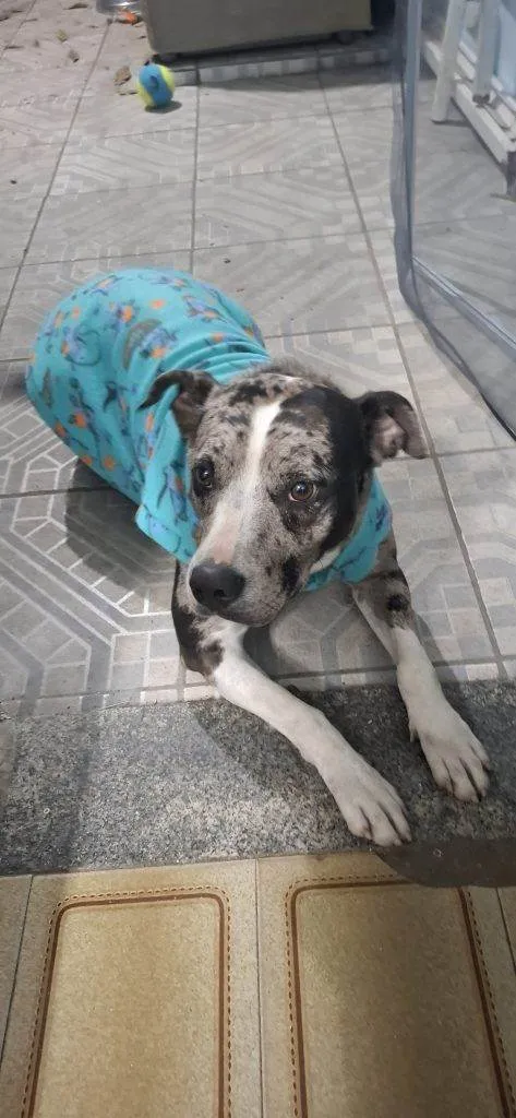 Cachorro ra a SRD-ViraLata idade 2 a 6 meses nome Falar com Rafael - Whats 11 97710-8444