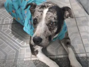 Cachorro raça SRD-ViraLata idade 2 a 6 meses nome Falar com Rafael - Whats 11 97710-8444