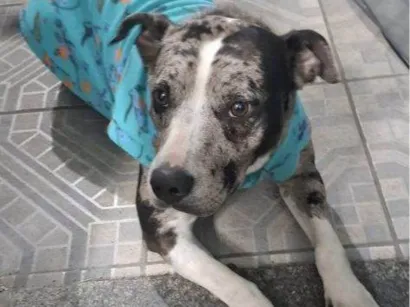Cachorro raça SRD-ViraLata idade 2 a 6 meses nome Falar com Rafael - Whats 11 97710-8444