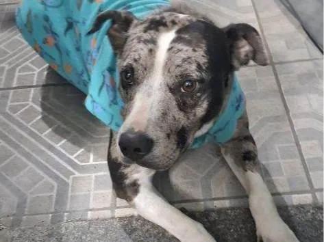 Cachorro ra a SRD-ViraLata idade 2 a 6 meses nome Falar com Rafael - Whats 11 97710-8444
