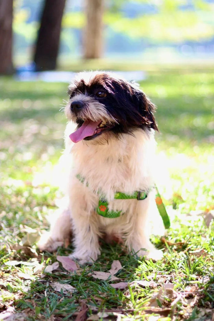 Cachorro ra a Shitzu idade 2 a 6 meses nome Falar com Aline - Whats 11 96610-2413