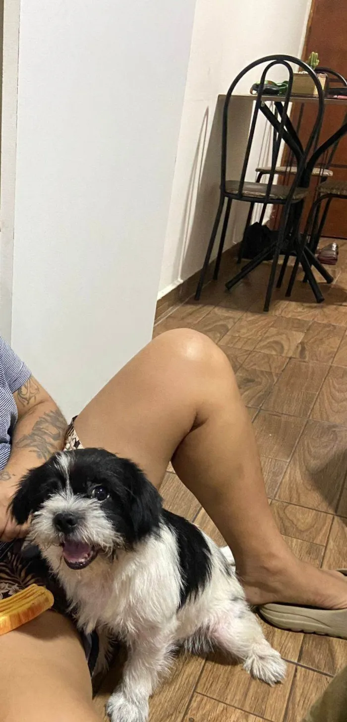 Cachorro ra a Shitzu idade 2 a 6 meses nome Falar com Aline - Whats 11 96610-2413