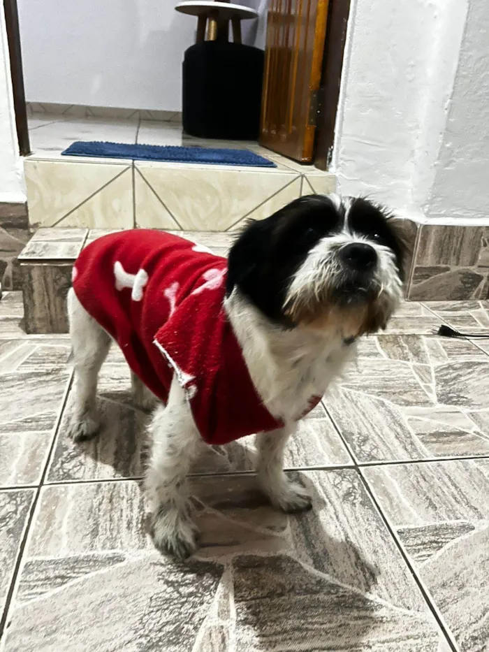 Cachorro ra a Shitzu idade 2 a 6 meses nome Falar com Aline - Whats 11 96610-2413