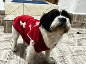 Cachorro raça Shitzu idade 2 a 6 meses nome Falar com Aline - Whats 11 96610-2413