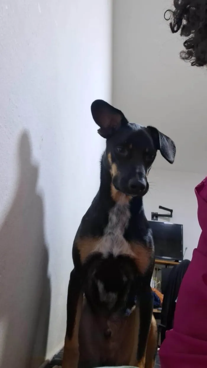 Cachorro ra a SRD-ViraLata idade 2 a 6 meses nome Falar com Izilda - Whats 11 99249-8116