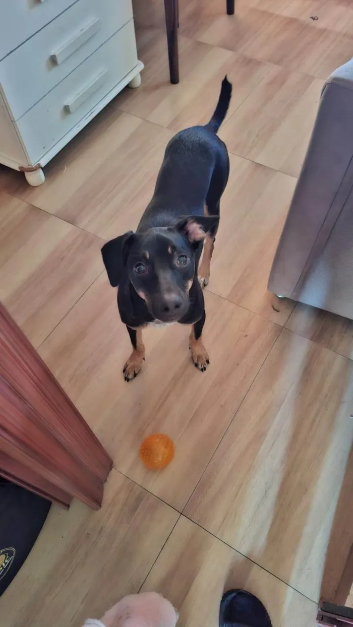 Cachorro ra a SRD-ViraLata idade 2 a 6 meses nome Falar com Izilda - Whats 11 99249-8116