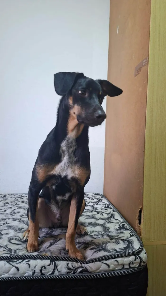 Cachorro ra a SRD-ViraLata idade 2 a 6 meses nome Falar com Izilda - Whats 11 99249-8116