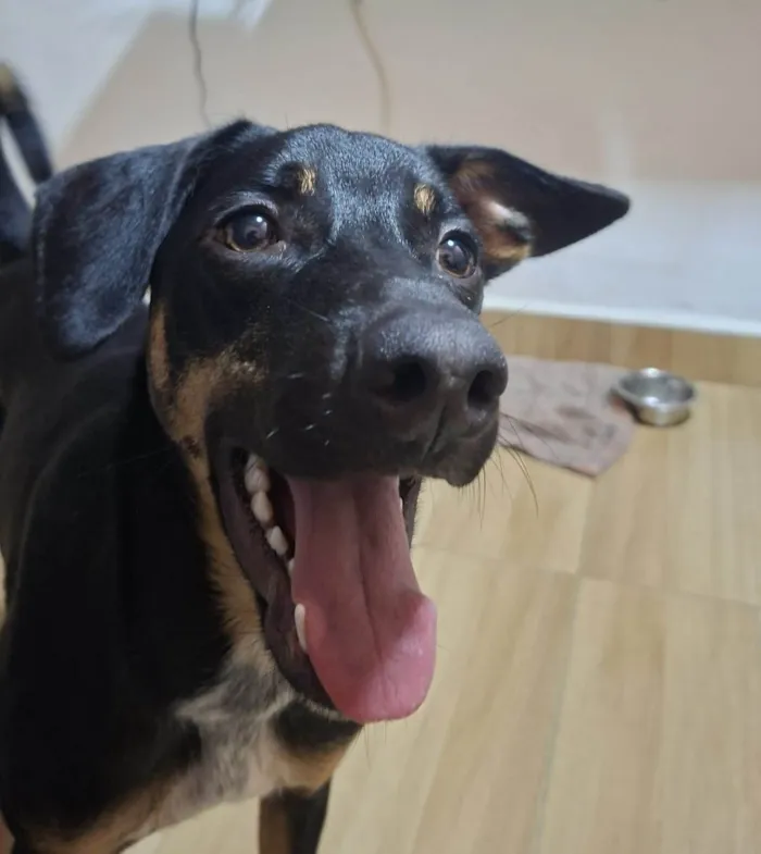 Cachorro ra a SRD-ViraLata idade 2 a 6 meses nome Falar com Izilda - Whats 11 99249-8116