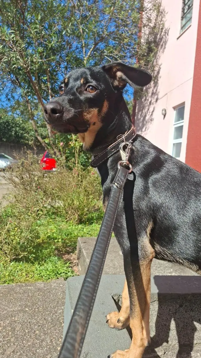 Cachorro ra a SRD-ViraLata idade 2 a 6 meses nome Falar com Izilda - Whats 11 99249-8116