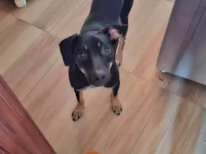 Cachorro raça SRD-ViraLata idade 2 a 6 meses nome Falar com Izilda - Whats 11 99249-8116