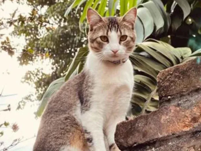 Gato ra a SRD-ViraLata idade 2 anos nome Brave