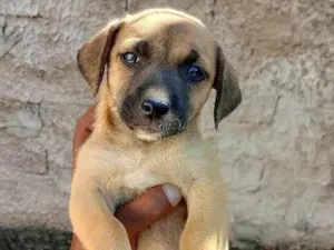 Cachorro raça SRD-ViraLata idade Abaixo de 2 meses nome Sem nome 