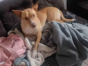 Cachorro raça SRD-ViraLata idade 2 a 6 meses nome Falar com Jessica - Whats 11 96321-3155