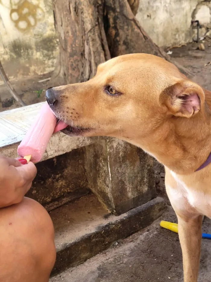 Cachorro ra a SRD-ViraLata idade 4 anos nome NAYANE MARIA DA SILVA DUARTE