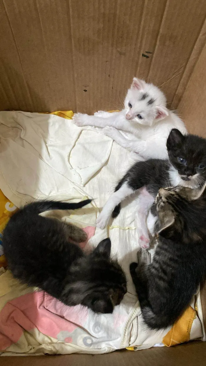 Gato ra a SRD-ViraLata idade Abaixo de 2 meses nome ???