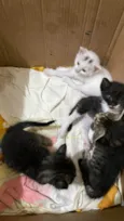 ???