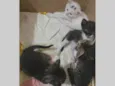 ???