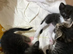Gato raça SRD-ViraLata idade Abaixo de 2 meses nome ???