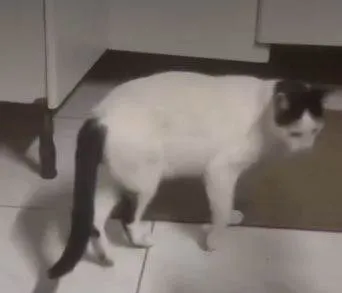 Gato ra a SRD-ViraLata idade 5 anos nome Barney