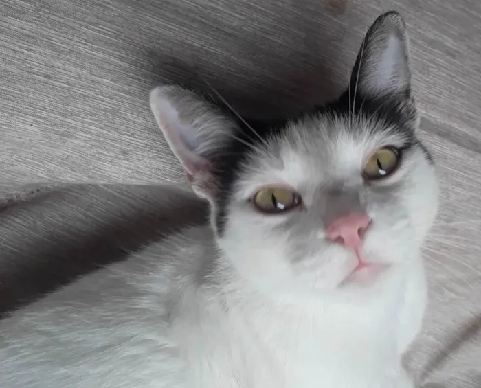 Gato ra a SRD-ViraLata idade 5 anos nome Barney