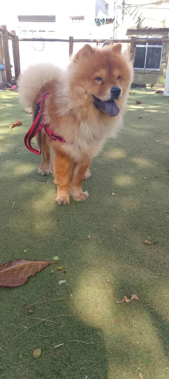 Cachorro ra a Chow Chow idade 2 anos nome Zeus