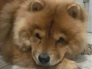 Cachorro raça Chow Chow idade 2 anos nome Zeus