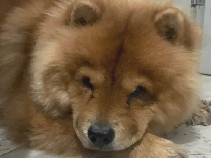 Cachorro ra a Chow Chow idade 2 anos nome Zeus