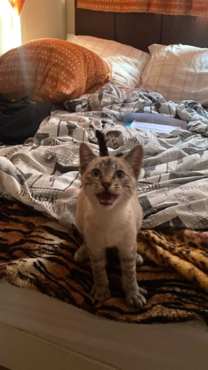 Gato ra a SRD-ViraLata idade 2 a 6 meses nome Nome vai da sua preferência 