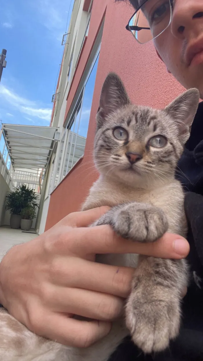 Gato ra a SRD-ViraLata idade 2 a 6 meses nome Nome vai da sua preferência 
