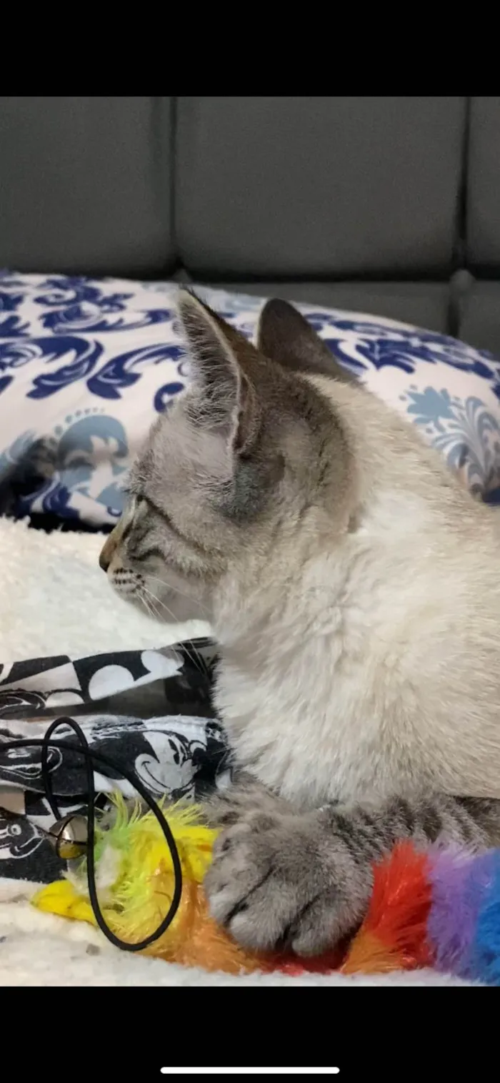 Gato ra a SRD-ViraLata idade 2 a 6 meses nome Nome vai da sua preferência 