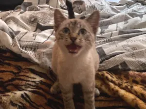 Gato raça SRD-ViraLata idade 2 a 6 meses nome Nome vai da sua preferência 