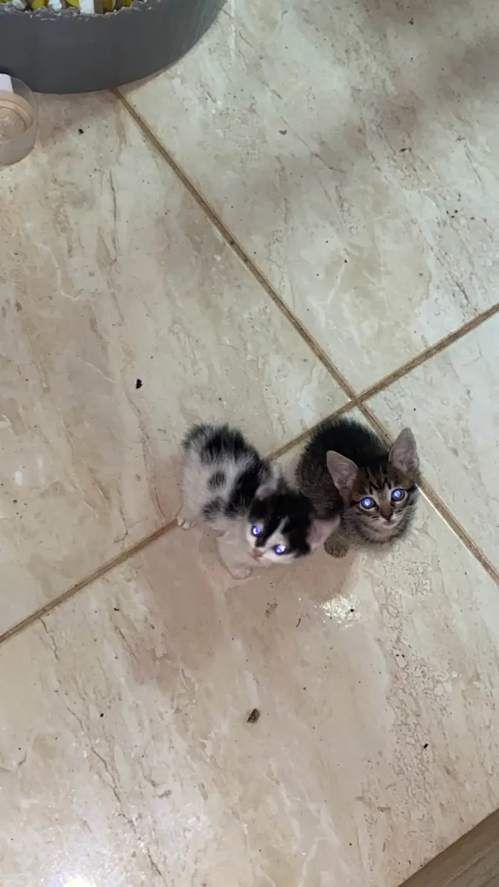 Gato ra a SRD-ViraLata idade Abaixo de 2 meses nome Gatinhas 