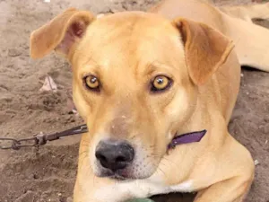 Cachorro raça SRD-ViraLata idade 4 anos nome NAYANE MARIA DA SILVA DUARTE
