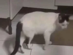 Gato raça SRD-ViraLata idade 5 anos nome Barney
