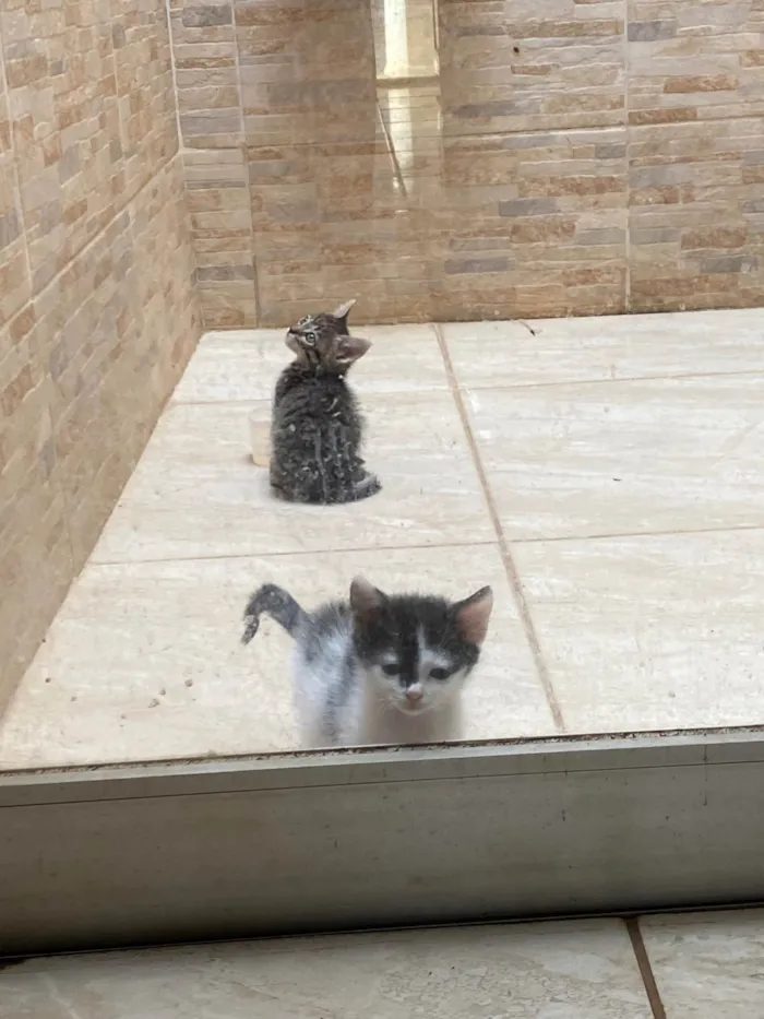 Gato ra a SRD-ViraLata idade Abaixo de 2 meses nome Gatinhas 