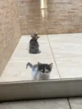 Gatinhas