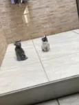 Gatinhas